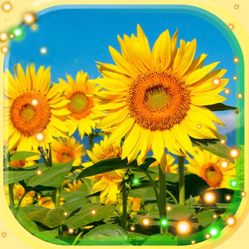 Sunflowers Live Wallpaper  Icon