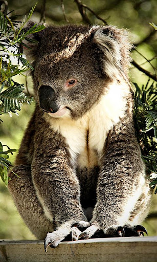 Koala Wallpaper