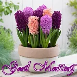 Good Morning Flower Picture icon