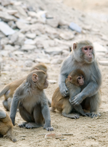 Rhesus Monkey sounds Screenshot 1 - AppWisp.com