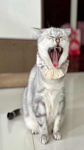 Beautiful Cat Wallpaper HD Screen 2