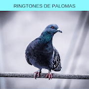 ringtones de palomas, tonos y sonidos de palomas