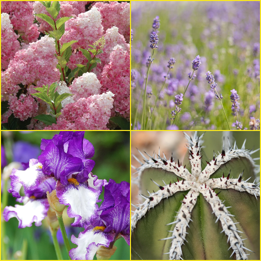 Cactus, Iris, Lavender, Lilac Wallpapers