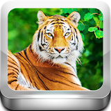 Escape Game-Tiger Zone icon