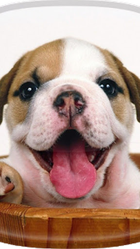 Dog -Wallpapers Screen 2