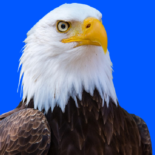 Animal Sounds: Animal Ringtone logo