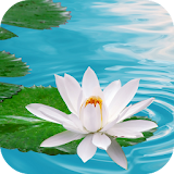 Lily on Water Live Wallpaper icon
