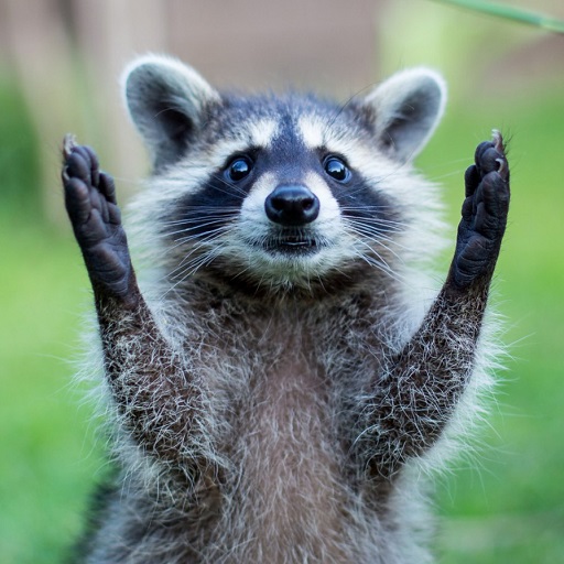 Raccoon Wallpapers Descarga en Windows