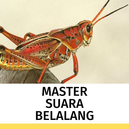 SUARA BELALANG MASTERAN