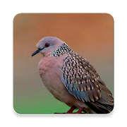Spotted Dove Bird Sounds ~ Sclip.app