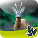 Roebuck Hunt Download on Windows