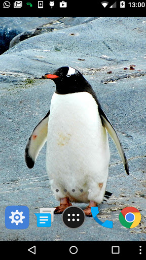 penguin backgrounds Screen 2