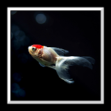 Aquarium Live Wallpaper icon
