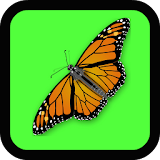 Butterfly Matching Game icon