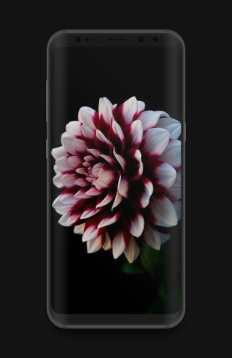 Flowers Cool Wallpaper