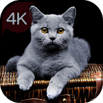Your 4K cat wallpapers Apk