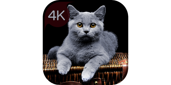cat profile picture – Apps on Google Play