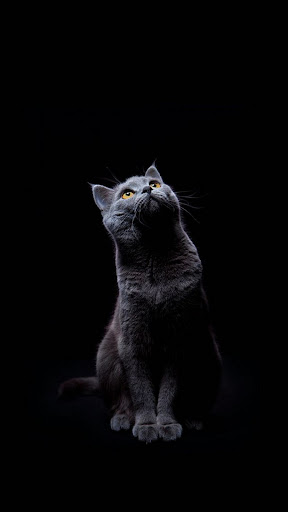 Android application Chartreux Wallpapers screenshort