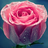 Pink Rose Love for Samsung icon