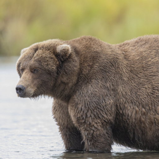 Bear Sounds logo