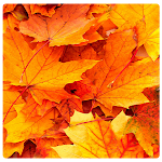 Cover Image of Download Autumn Wallpaper HD‏  APK