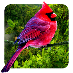 Icon image 3D birds parallax