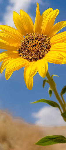 Android application myphoto screenshort