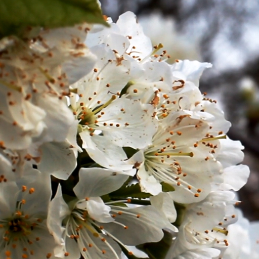 cherry tree wallpaper logo
