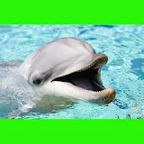 جميلة الدلافين اللغز! لعبة icon