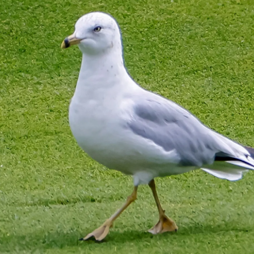 Seagull Sounds logo