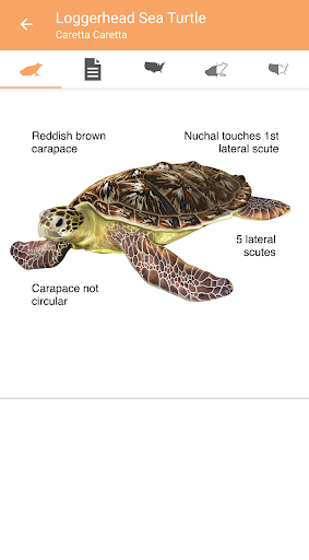Reptiles & Amphibians of NA Screen 3