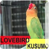 Loverbird Kusumo icon