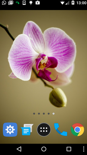 Android application orchids wallpaper screenshort