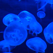 jellyfish video wallpaper - marine life wallpaper