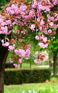 Sakura Live Wallpaper HD