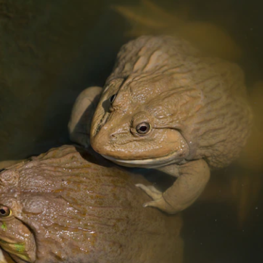 Thai Frog Sounds logo