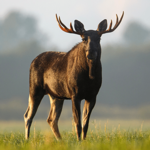 Moose Sounds logo