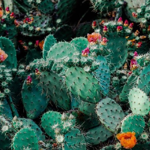 Cactus Wallpapers logo