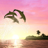 Dolphin Sun icon