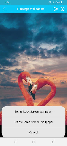 Flamingo Wallpapers Screen 3
