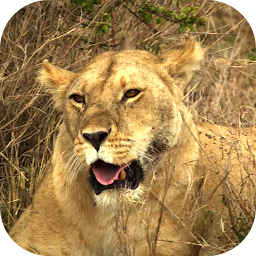Icon image Animals of Africa Video LWP