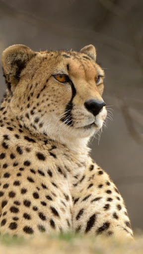 Android application Cheetah Wallpapers screenshort