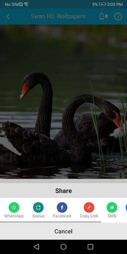 Swan HD Wallpaper Screen 3