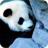Panda Live Wallpaper HD icon