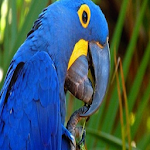 Cover Image of Unduh Wallpaper Burung Cantik  APK