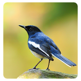 Kacer (Magpie Robin) Birdsong icon