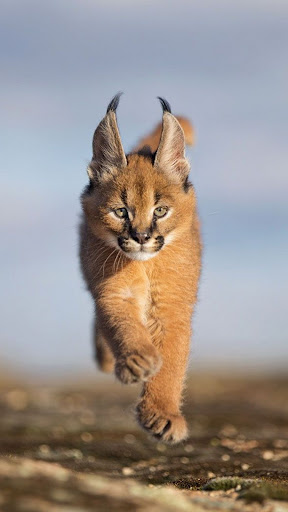 Exotic Cat Wallpapers Screenshot