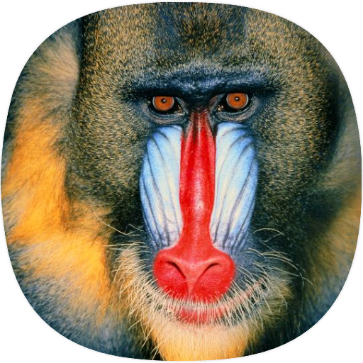 Baboon Sounds logo