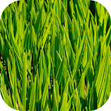 Free Green HD Wallpapers icon