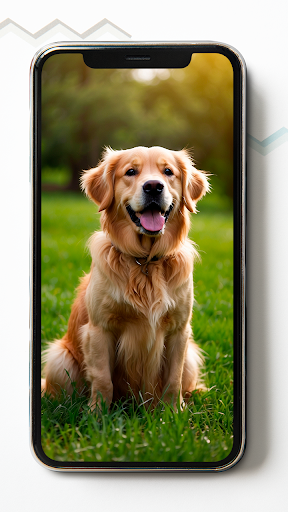 Golden Retriever HD Wallpapers